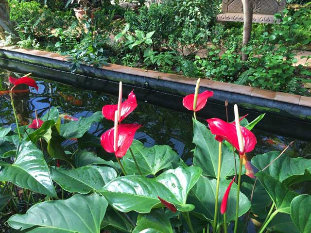 Beaumont Botanical Gardens 